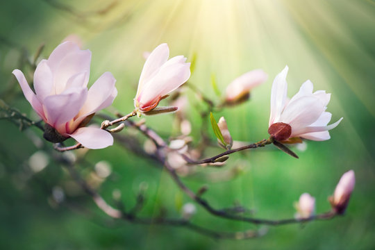 Fototapeta Spring magnolia blossom background. Beautiful nature scene with blooming magnolia