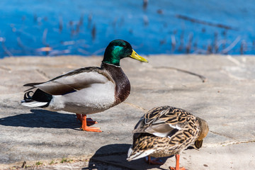 two ducks walking on rocks along side of pond in daylight