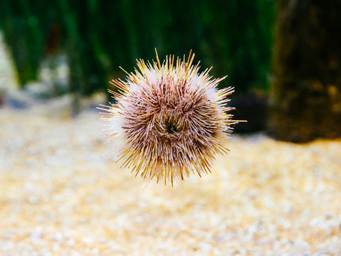 Melon Sea Urchin In Aquarium
