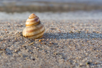 Seashells on the seashore