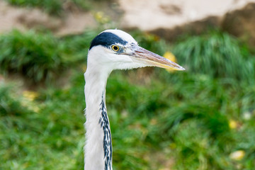 Berlin Zoo Birds
