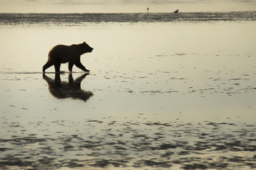 Brown bear feeding on tidal flats in Alaska