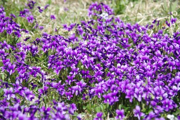 Obraz premium 野の花・スミレ