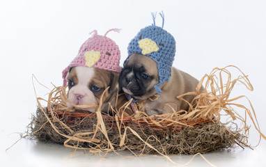 two puppies dressed like birds