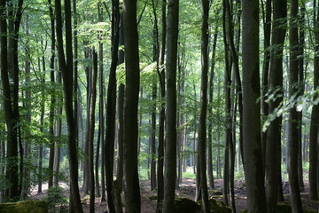 Ebersberger Felsenmeer