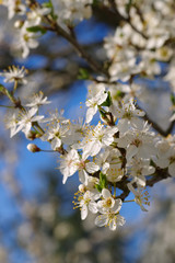 Pflaumenbaumbluete - plum blossom in spring