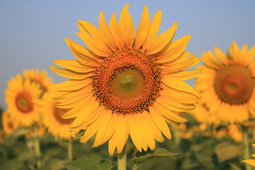 Obraz premium Sunflower