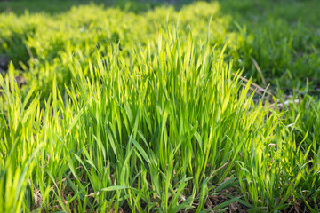 Young spring grass growing from fertilizer