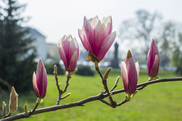 Magnolia. Magnolia FLORAISON de belles fleurs