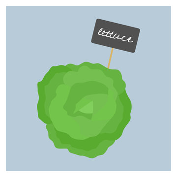 Vector Vegetable - Lettuce