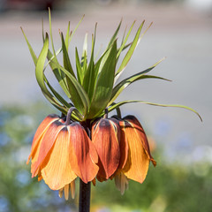 fleur fritillaire impériale ou fleur qui pleure