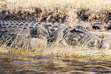 Crocodle in Botswana