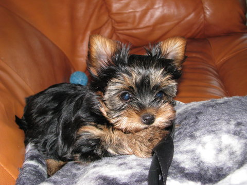 yorkshire terier puppy