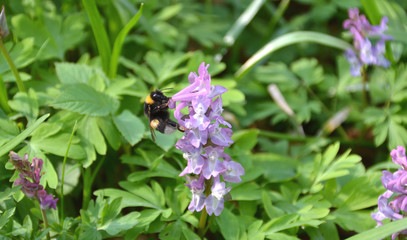 dicke Hummel an Waldblume