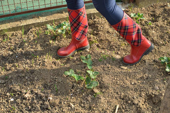 Woman's legs in red rubber boots with royal stewart tartan pattern on a garden soil