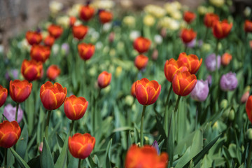 Obraz premium Yup more Tulips