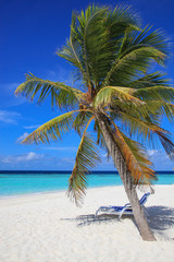 Beach sunbeds under palm tree on the tropical secluded beach in sunny day, Maldives