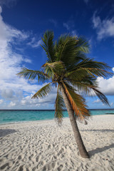 Palm tree on the tropical secluded beach in sunny day, Maldives