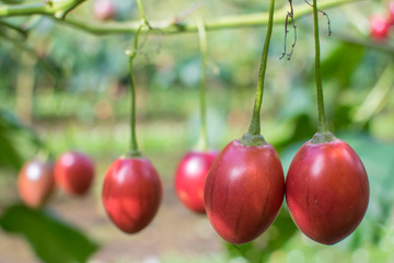 Tamarillo fruit on the tree