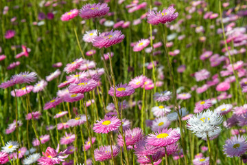 Australian wild flowers - paper daisies