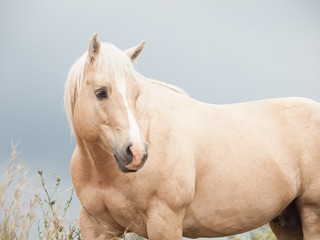 Obraz na płótnie Canvas palomino stallion of quarterhorse breed.