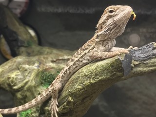 pet lizard in a tank