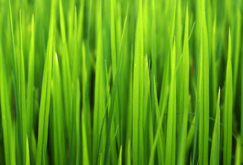 Fototapeta na wymiar Rice field green grass landscape background Thailand.