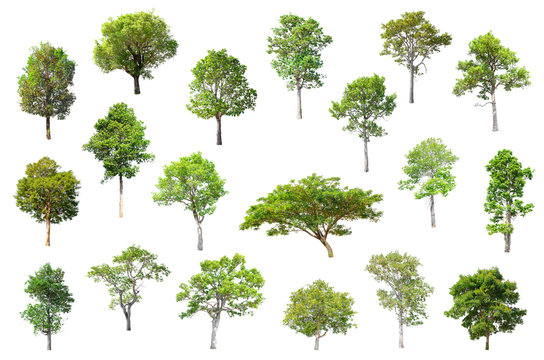 Isolated Trees on white background , The collection of trees.
