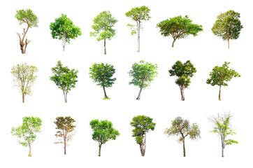 Fototapeta premium Isolated Trees on white background , The collection of trees.