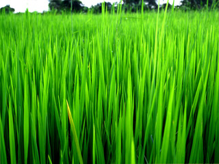 Rice field green grass  landscape background Thailand.