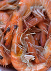 shrimp