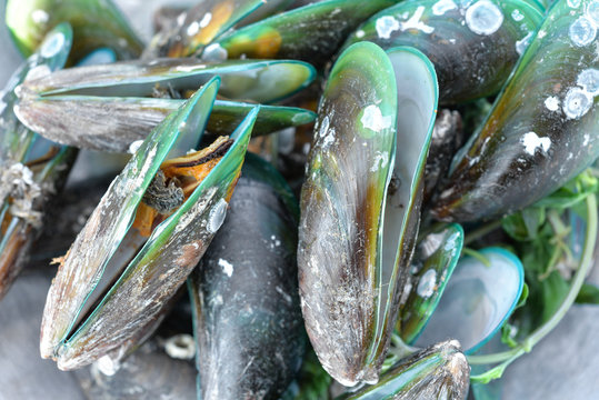 Boiled Asian green mussel