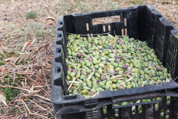 Ripe green olives collected in box at harvest