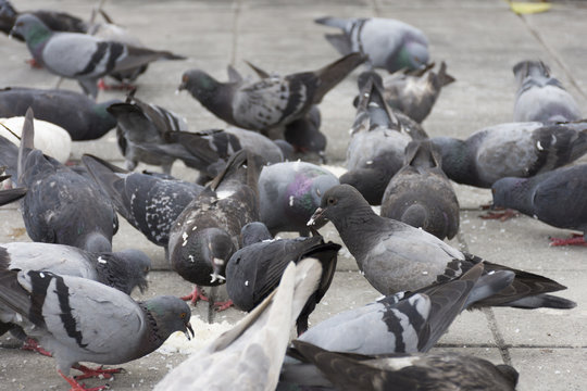 closeup potrait pigeons on eating on ground