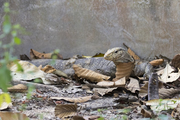 Image of a water monitor on nature background. Wild animals. (Varanus Salvator)