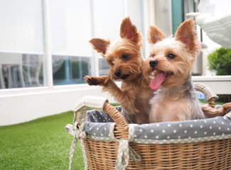 Small cute funny Yorkshire Terrier puppy dog in rattan basket on green grass