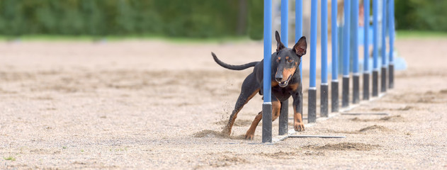 Manchester Terrier doing slalom in agility dog competition. Sized to fit for cover image on popular...