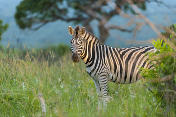 Plains zebra, also known as the common zebra or Burchell's zebra, (Equus quagga, formerly Equus burchellii). KwaZulu Natal. South Africa