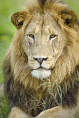 Naklejka na ściany i meble Lion (Panthera leo). KwaZulu Natal. South Africa