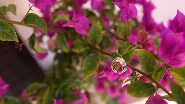 Wedding rings on the bougainvillea. Wedding jewelry. Blooming pink bougainvillea branches.
