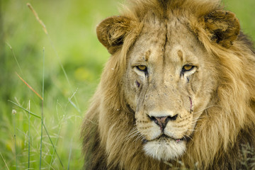 Obraz na płótnie Canvas Lion (Panthera leo). KwaZulu Natal. South Africa