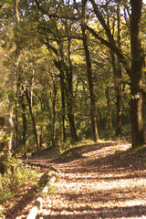 autumn in the forest