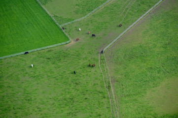 Luftaufnahme von Pferdeweiden
