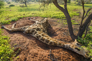 Dead South African giraffe or Cape giraffe (Giraffa giraffa giraffa). Northern Cape. South Africa.