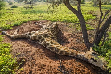 Schilderijen op glas Dode Zuid-Afrikaanse giraf of Kaapse giraf (Giraffa giraffa giraffa). Noord Kaap. Zuid-Afrika. © Roger de la Harpe