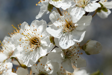 Macro shot of apple-tree blossom