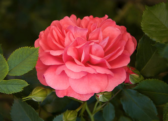 Pink roses with buds on a background of a green bush.