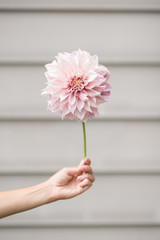 Cafe Au Lait Dahlia