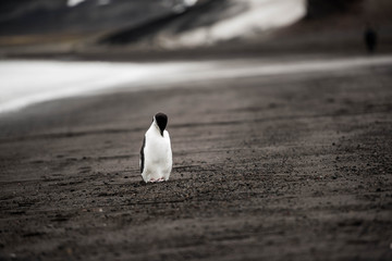 Pingwin Maskowy na Deception Island © Pawel