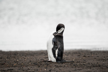 Pingwin Maskowy na Deception Island © Pawel
